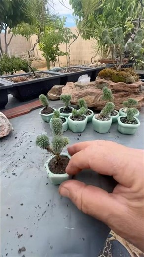 The Mini Joshua Tree Sedum Multiceps #bonsai #succulent #sedum #ihavethisthingwithplants