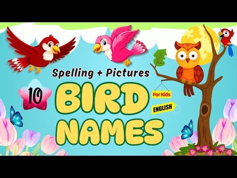 10 Birds Name in English for Kids | Learn with Pictures & Spelling 🦚🦜