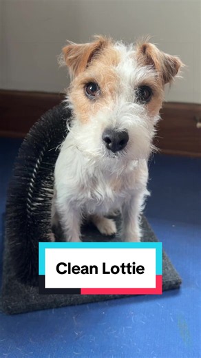 Handstripping a Jack Russell Terrier: How to Clean Lottie’s Broken Coat