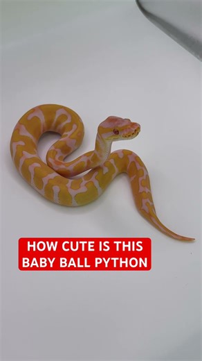 How CUTE is This Ball Python!?