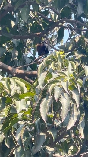 A Bat Hanging On tree