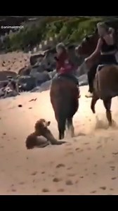 Horse Attack To Dog | J Cubed