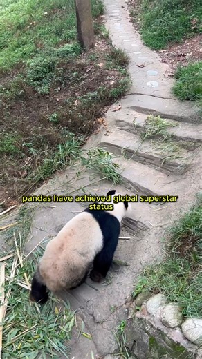 Pandas Amazing Facts You Never Knew #Panda #fact #Pandadocumentary | Animal Fact English