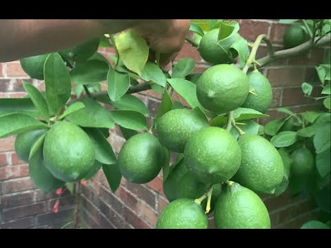 How to fix a broken fruit tree branch. Operation E.AR.L. 😲🤫 pt1☝🏽