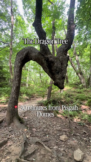 One of our favorite hidden gems in Pisgah National Forest. The Dragon Tree. 🐉🌲 Park at the Looking Glass Rock Overlook, look for milepost 417, cross the road to the Mountains-to-Sea Trail, and follow the trail for three-tenths of a mile. There she is.