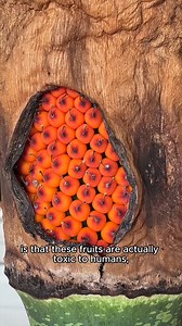 861K views · 28K reactions | Success! The Corpse Flower that we pollinated in September is now producing fruit.   After they reach maturity, which takes about 9 months, the seeds will be harvested and shared with botanic gardens across the country. | The Huntington Library, Art Museum, and Botanical Gardens | Facebook