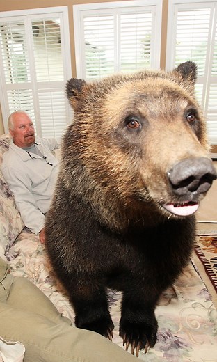 My best friend Billy is a 250lbs Grizzly Bear ❤️🐻 | Beastly Show