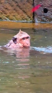 #monkey #monkeys #monkeybusiness | Wild Monkey