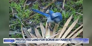 Undeveloped land set aside for Scrub Jay habitat in North Port