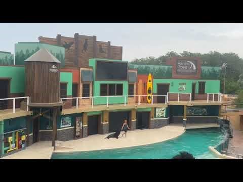 Is SeaWorld San Antonio Worth It? We Watched the Sea Lion Show