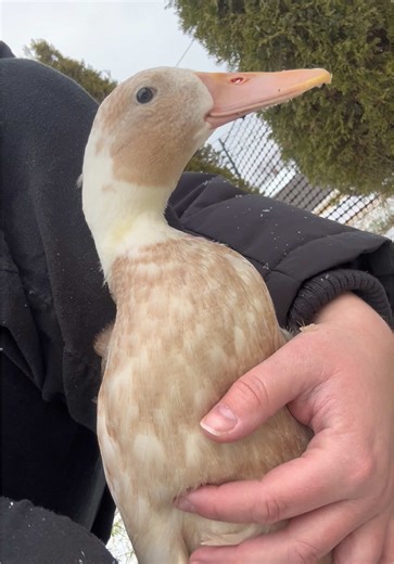 Why You Should Get Ducks: A Sign for Duck Lovers