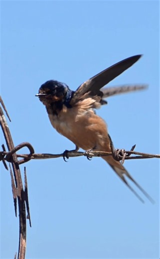 A rare moment of rest and preening for a Barn Swallow before it heads back out to hunt the trails.