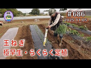 【玉ねぎ】第686話、極早生の苗が畑育苗で大きくなる。ハンドプランターとセルトレーハンガーで腰を痛めずに「らくらく」定植する。#オーガニック栽培 #家庭菜園 #農業VLOG
