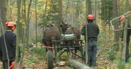 Adirondack Outdoors:Draft Horse Logging & Author Bill McKibben