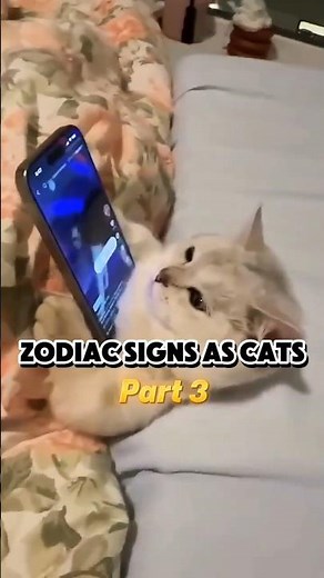 The zodiac signs as cats (part 3) #astrology #zodiacsigns #cats