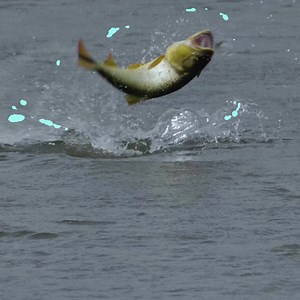 57 reactions | Wild Fish Need Wild Fish Activists To survive, wild...