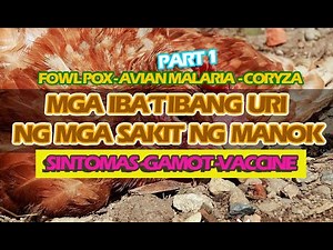 Mga ibat ibang uri ng mga sakit ng manok PART 1