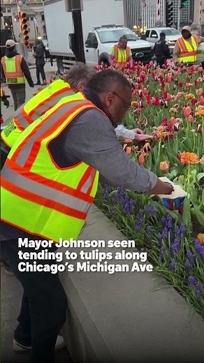 Mayor Johnson seen tending to tulips along Chicago’s Michigan Ave