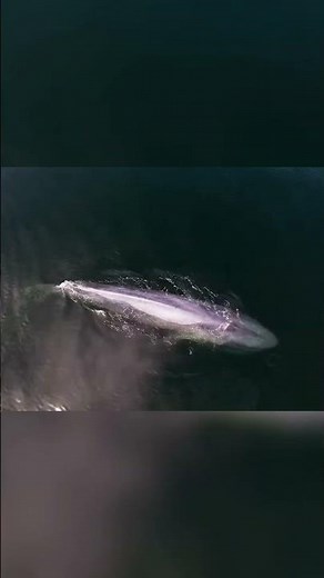How Blue Whales Mate: The Secrets of Their Reproduction #viralvideo #animals