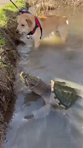 Snapping turtle lunges—dog slips right at the water’s edge.