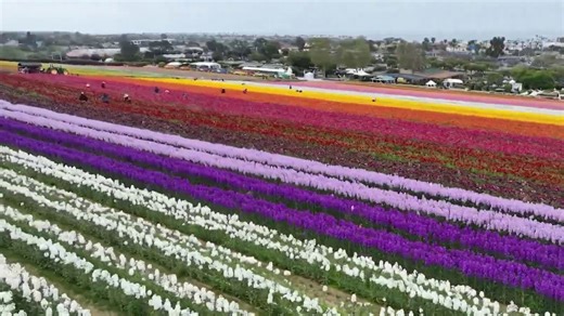 California flower fields attract thousands of visitors