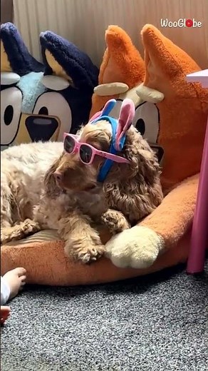 Cute Dog Dressup: Little Girl's Adorable Fashion Show || WooGlobe