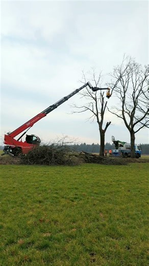 Reach, grab, saw + bring down safely. Safe tree removal with a Magni telehandler and GMT #grapplesaw