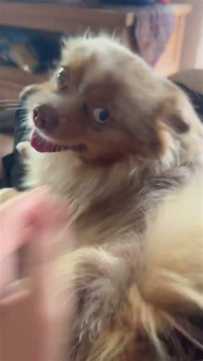 Puffy still grumping but chilling