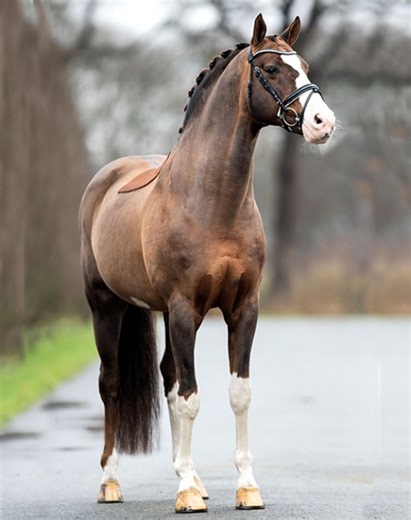 Callaho's Benicio: Proven Dressage Sire and a Breeder's Choice for Rideability and Athleticism