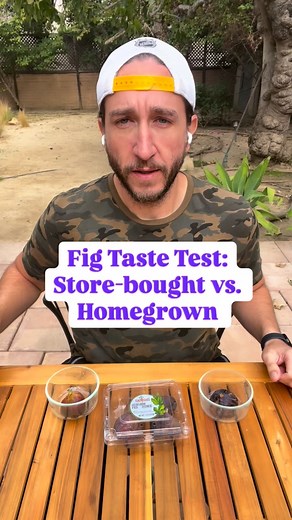 27 reactions | Store-bought vs. Homegrown Figs - The taste test to settle the debate forever! #figs #figsfigsfigs #figfluencer #figfam #gettinfiggywithit #tastetest #tastetesting #tastetests #tastetesters #homegrown #natural #storebought | Ryan P. Muldowney | Facebook