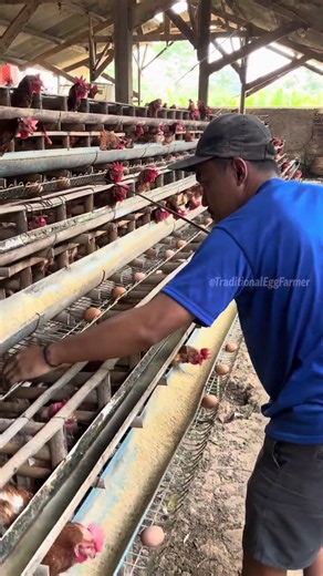 A Busy Morning at a Traditional Egg Farm