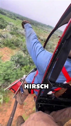 Professionals hunting from a helicopter with nets 🚁🕸🦌