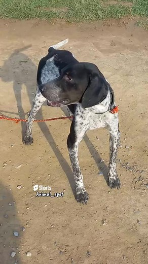 3K views · 54 reactions | Active English pointer #pointerdog | Animal Spot | Facebook