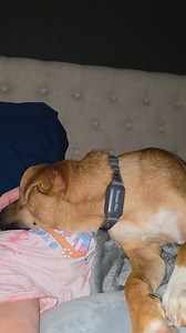 Puppy love | Cynthia Harris