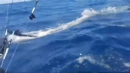 Cabo, MX - Harvest Moon released a Grand Slam with a Blue Marlin, 3 Striped Marlin and a Sailfish. | Marlin Billfish
