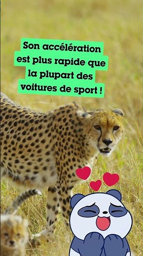 WOW : L’animal terrestre le plus rapide #shorts #ClimateChampions #CartoonNetwork #Wildlife