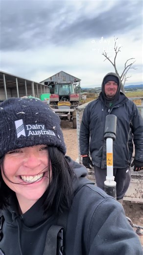 Start of calving 🐮 busy busy busy #muster #fyp #agriculture #farmlife #mumsoftiktok #dairyfarming #holstein #calves #babiesoftiktok