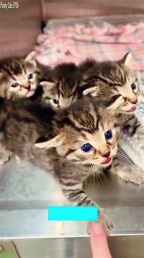 Funniest Cat 😾 kitten meowing call 🐈‍⬛ # Episode 2561
