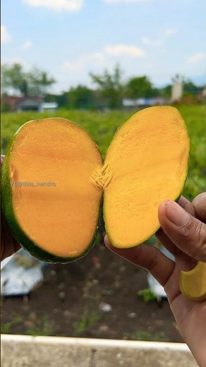 Fiberous mangoes || manggo #fruit #fruitscutting