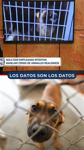 Más de 300 mil animales desamparados y sin soluciones efectivas en la isla. 🐾 La licenciada Shakira M. Santiago Rodríguez, vicepresidenta de la Federación Protectora de Animales (FEPA) asegura que la única manera de evitar que se sigan multiplicando los perritos y gatitos realengos en Puerto Rico es mediante la castración y esterilización masiva. Accede 📲 wapa.tv/losdatos para ver la entrevista completa. | Wapa TV