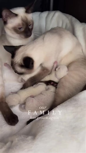 Our new family 🐱😻#cat #kitten #SiameseCat #fyp #SiameseKitten