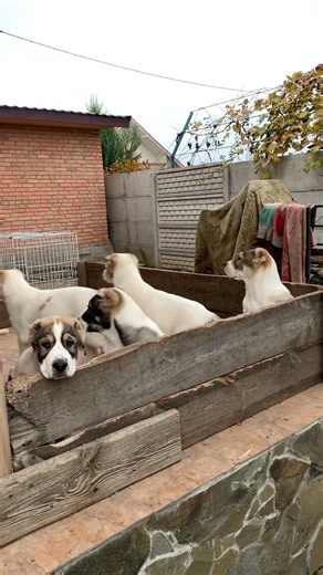 POV: the squad checking who’s out there 👀🐾#alabai #puppy #dogshorts #doglife #dogs