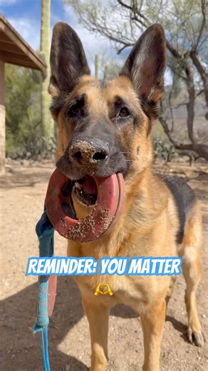 Kinda Awesome 😎✨ #GoodBoyRocky #GermanShepherd #YouAreAwesome #Wholesome #DogShorts #PositiveVibes