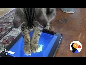 Cats vs iPads: These Cats Will Beat Your High Score | The Dodo