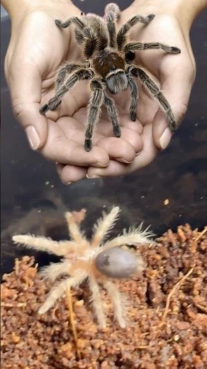 My New Pet Tarantula Spider 🕷️🕸️ #tarantula #spider #shortsfeed