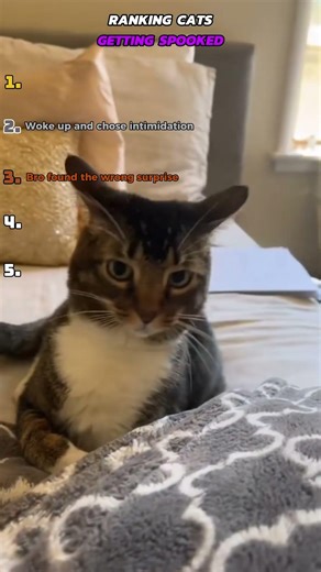 Cats Getting Spooked 💀🐱 (They Didn’t Expect That) #cat #catvideos #funny