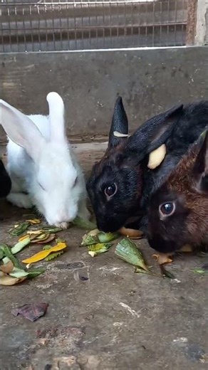 🐇🌿🥕 Rabbit Sound #rabbit #bunny #cute #funny #rabbits #music #ytshorts #explore #funnyrabbit #viral