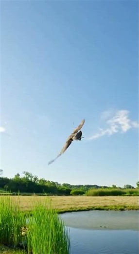 Hawk attacks a duckling