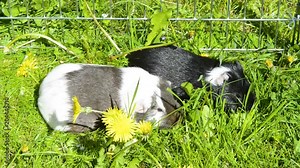Guinea pigs in the grass eating. Domestic animal in the outdoor in the green grass lawn. Guinea pig (Cavia porcellus) is a popular household pet.