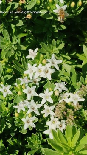 Bee Pollinating Creeping Myoporum Flowers